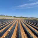 감자와고구마민박 이미지