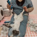 고양이이야기 | 🐾 일산 고양이 무마취 미용 후기｜ 바다와의 교감미용 이야기 🐾