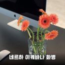 꽃꽂이A | 꽃꽂이가 쉬워지는 네르하 이케바나 화병, 직접 써보니 왜 인기인지 알겠어요!