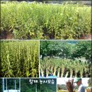 들개농장 이미지