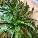 둥지광택 이미지