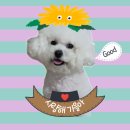 텐즈힐 애견미용 이미지