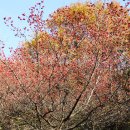 인천 중앙공원 가을풍경 2부 - 산사나무 열매, 산수유, 모과, 석바위시장 꽃밭 등 이미지