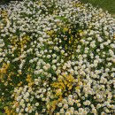 하버드작은도서관 이미지