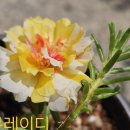 혼자 보기 아까운 채송화 이미지