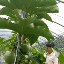 문양농장 이미지