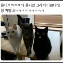 영화로보는스크린영어 | &lt;드래곤 길들이기&gt; 실사판 후기: 이 영화는 왜 존재하는가?
