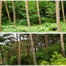 육림화원 - 도봉구 도봉로156길 6 | 솔향기 가득한 자연이 살아 숨쉬는 곳, 안면도 자연휴양림[충남 태안]