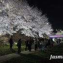 지에스더프레시천안쌍용점 | 천안 벚꽃 원성천 밤벚꽃 명소 실시간 후기 (+주차 꿀팁)