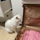 써니펫택시 | [Day 1] 전주리무진터미널, 인천국제공항 제1터미널, 싱가포르 창이국제공항, RELC 호텔