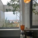 프로퍼밀도 이미지