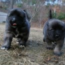 세계명견 감곡켄넬 이미지