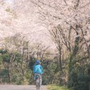 성산읍사무소 | 서귀포 성산읍 신풍리 벚꽃길 삼달리 입구 ~ 신풍리사무소