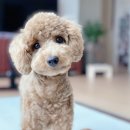 강아지 이모 이미지