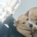 경북대학교 수의과대학 부속동물병원 이미지