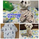 문화애견 이미지