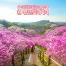 부천성화교회 | 2026 부천 원미산 진달래동산 벚꽃 진달래 축제 명소 실시간 만개