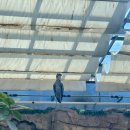 세븐일레븐 삼천포핫플레이스점 | 사천 아쿠아리움 거대 조류 슈빌을 만나는 즐거운 여행