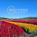 도도버드 | 철원 고석정꽃밭 입장료와 철원 사랑 상품권 사용꿀팁