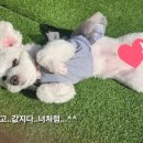 디어마이퍼피 이미지