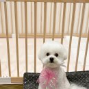 퍼피 비비드(puppy vivid) 이미지