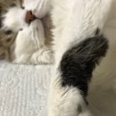 해피바나나