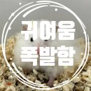 햄스터 라운지 이미지