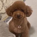 꽁꼼하개 이미지