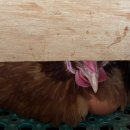 횃대둥우리 이미지