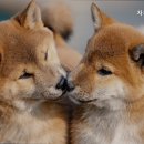 자유로 동물병원 네이버블로그