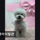 대중이발관 | (평택, 강아지, 고양이, 애견미용, 추천!) 댕댕이이발관 평택 댕댕이이발관, 맞춤 케어로 인기