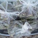 다이어트주유소 이미지