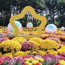 인천 드림파크(가을꽃트레킹)취소합니다. 이미지