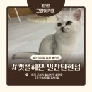 일현로 | 일산 고양이 카페 캣플헤븐 일산탄현점, 일산 데이트로 다녀온 솔직 후기