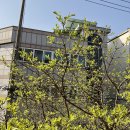 붓펜 캘리그라피 이미지