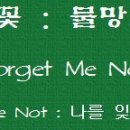 물망초forgetmenot 이미지