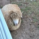 지연목장 이미지