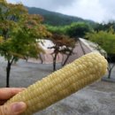 리즈밸리 이미지