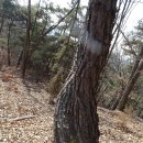 경북 의성 /안들산(270.4m)-행거봉(284m)-달봉산(318m)-향로봉(327.1m)-갈매봉(268.5m)종주산행 이미지