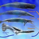 나우수영 이미지