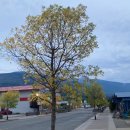 록키모텔 | 캐나다 벤쿠버 록키 여행 2일차