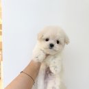 플랜멍 강아지분양 포항점 네이버블로그
