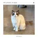 슈가휴게실 | 평택데이트 실내동물원 아이랑 가볼만한곳 안성카페 애니멀클럽