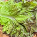 보쌈의 맛 | 청담 진성칼국수보 37년 전통의 백년가게 만두,보쌈,칼국수 삼대장 찐맛 후기