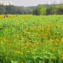 9월26일 (화) 수원 당수동 시민농장 산책걷기 (급변경) 이미지