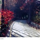 장태산휴양림 이미지