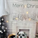 단비애견 미용실 이미지