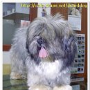 라사 압소(Lhasa Apso) 이미지