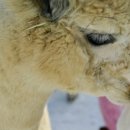 신내기사식당 이미지