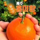 홍귤 이미지